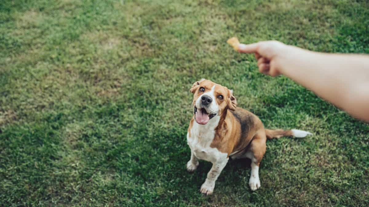 Crypto Caselaw Minute, Week of 11.11.18: Dog treats and blockchains and litecoins -- no lie