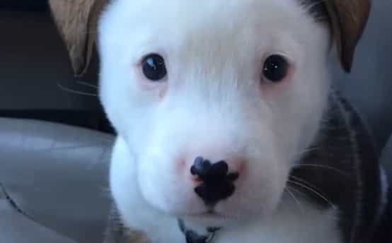 Theta Labs will help Pet Collective make super fans out of pet video watchers