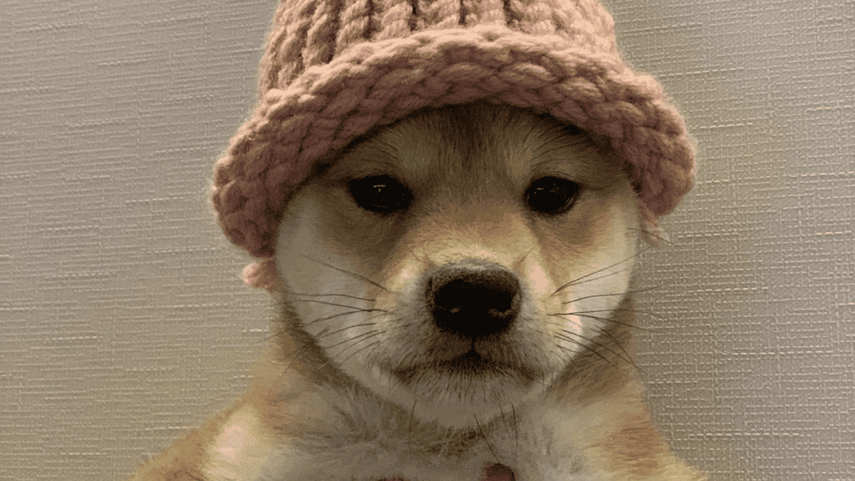 Dogwifhat original pink beanie sells to memecoin launchpad founder for $800K — far less than $4.3M iconic photo NFT sale