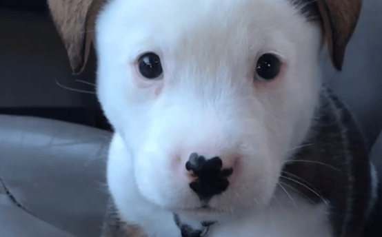 Theta Labs will help Pet Collective make super fans out of pet video watchers