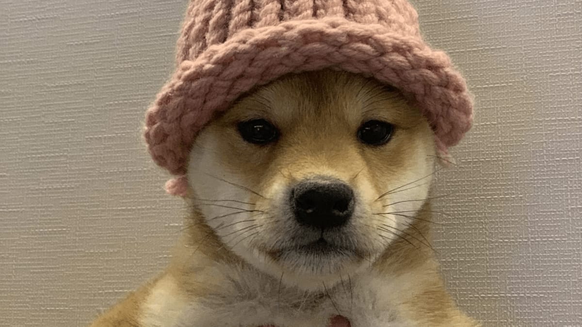 Dogwifhat original pink beanie sells to memecoin launchpad founder for $800K — far less than $4.3M iconic photo NFT sale