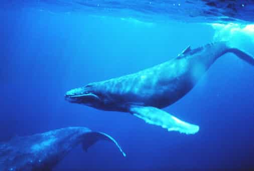 Bitcoin whales are accumulating at their fastest rate since April 2023: CryptoQuant