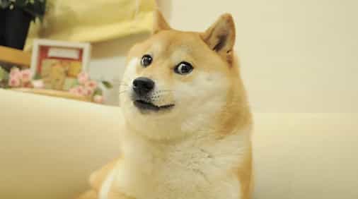 Dogecoin gains access to Paxos network used by PayPal and Venmo