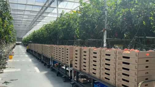 Canaan's new initiative plans to help grow tomatoes with heat from Bitcoin mining
